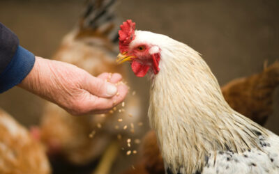 Control sanitario y normas de bioseguridad en aves y granjas