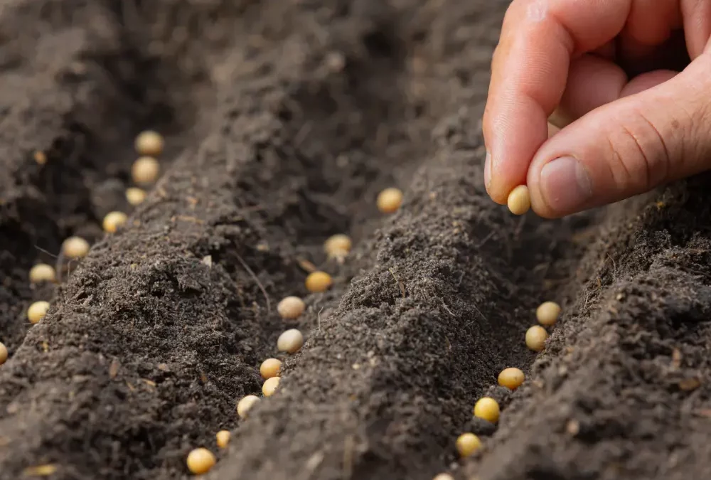 La Contaminación de los Recursos naturales y del medio ambiente. La Asociación y la Rotación De Cultivos. La fertilización orgánica