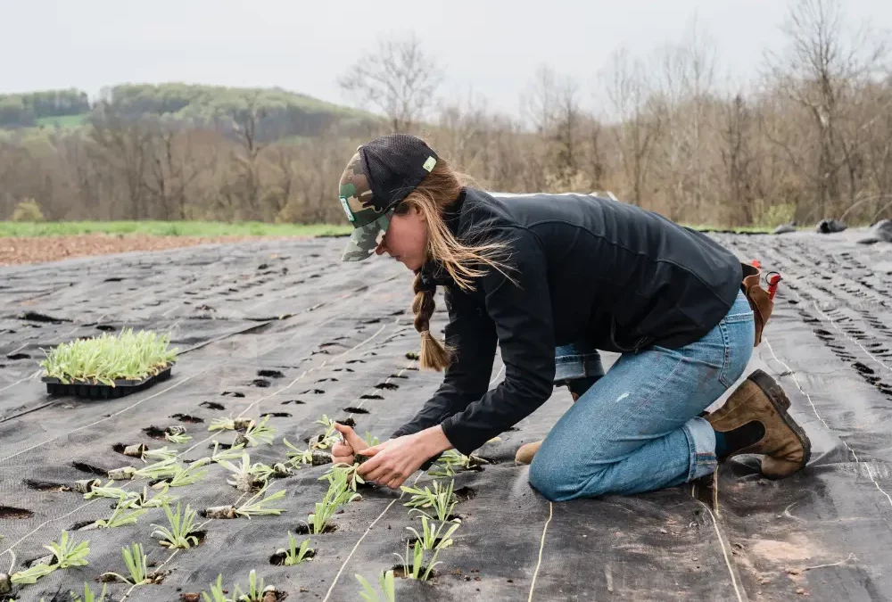 Canales De Comercialización de Productos Ecológicos en la UE.