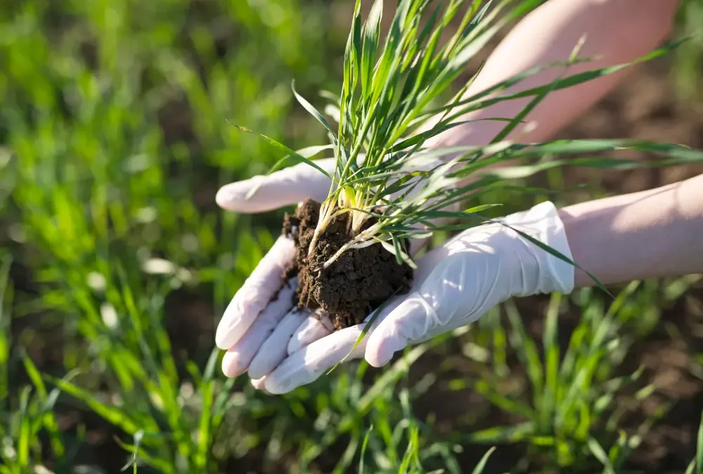 Sistemas Alternativos de Producción Agrícola en Sintonía con El Ambiente